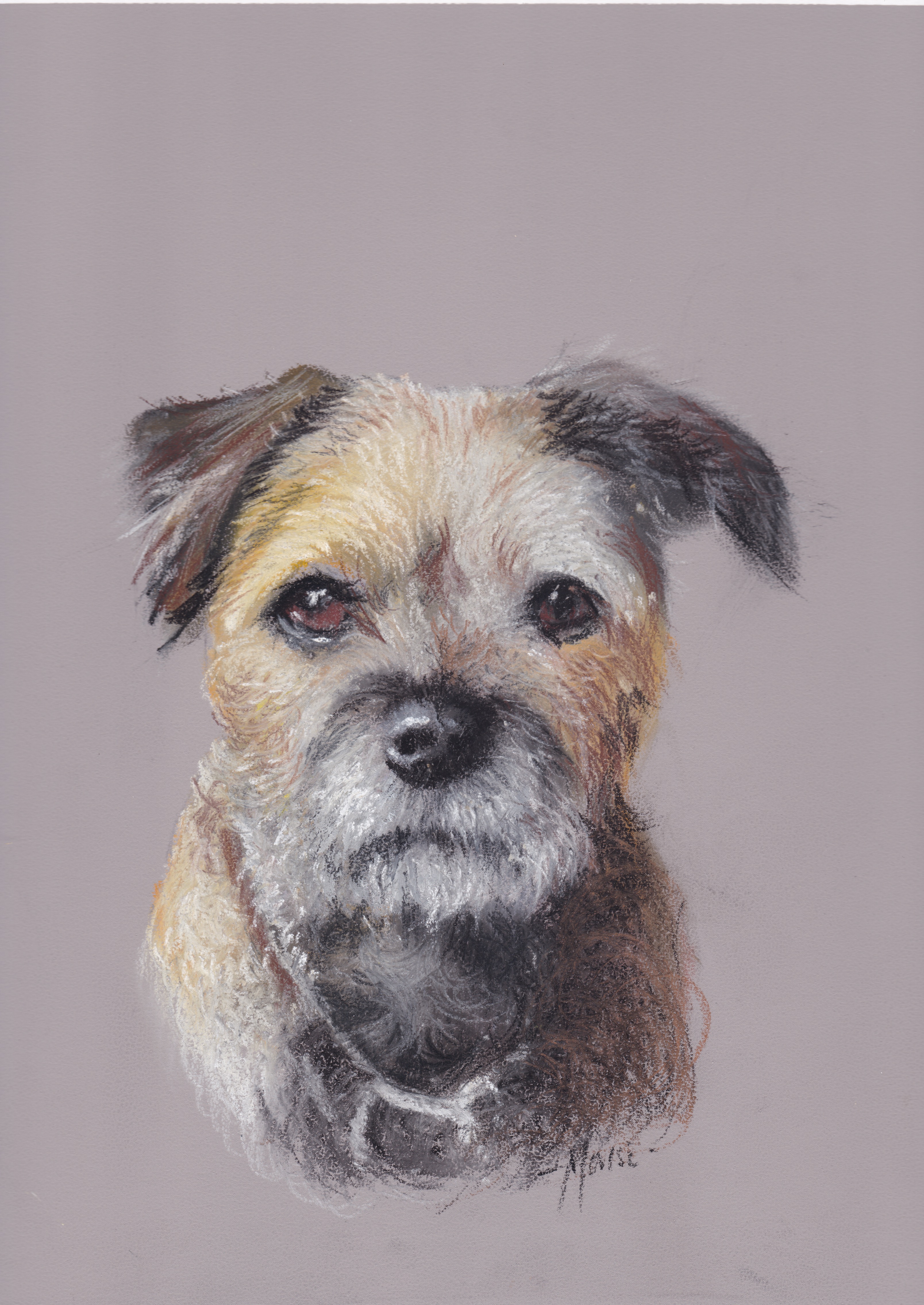 "Border Terrier" by David 'Mouse' Cooper.